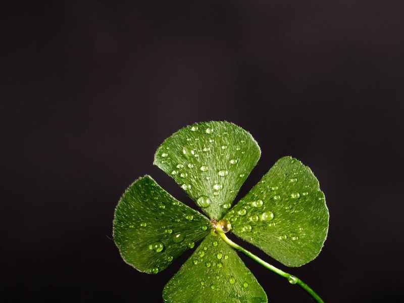 It’s St. Patrick’s Day – Just Who was&nbsp;He?